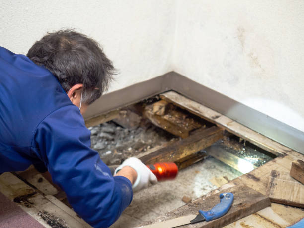 Trusted Whitefish Bay, WI Mold Removal Experts