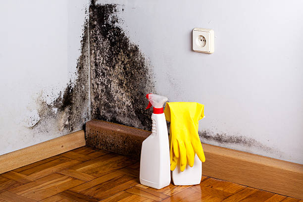 Best Crawl Space Mold Removal  in Whitefish Bay, WI