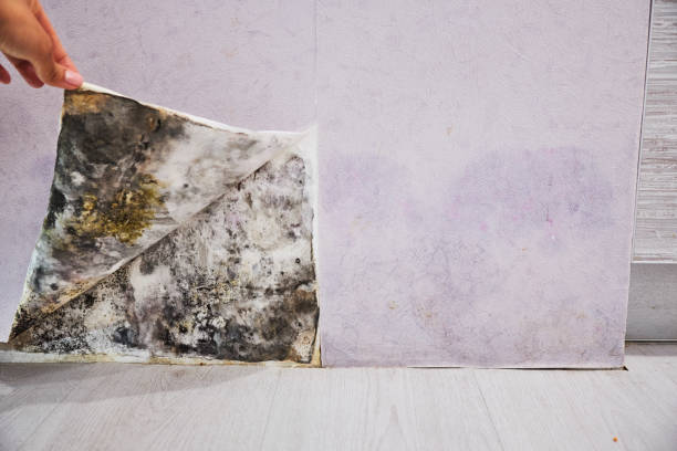 Best Mold Testing  in Whitefish Bay, WI